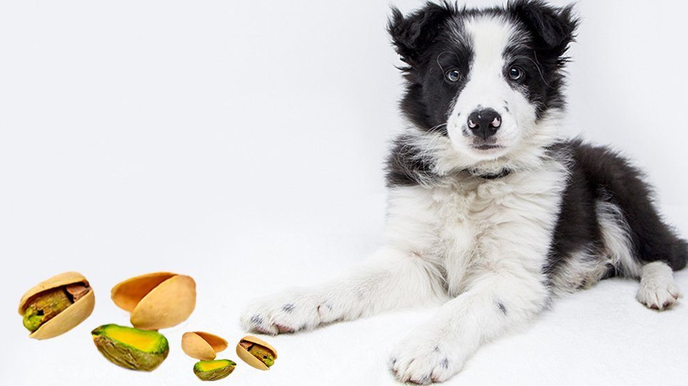 Can Dogs Eat Pistachios?