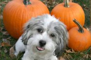 Can Dogs Eat Pumpkin?