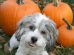 Can Dogs Eat Pumpkin?