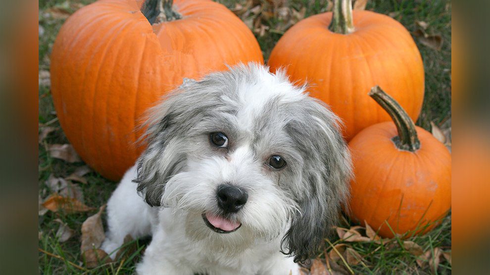 pumpkin for dogs with pancreatitis