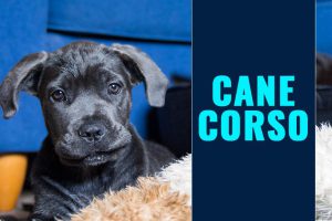 Cane Corso Puppies