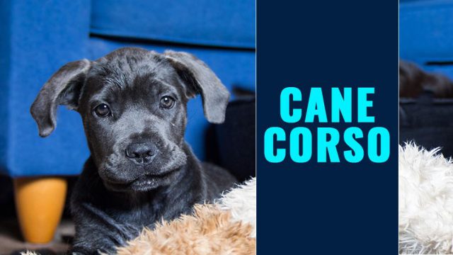 Cane Corso Puppies Breed Information And Facts Petmoo