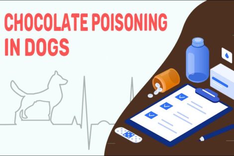 Chocolate Poisoning In Dogs
