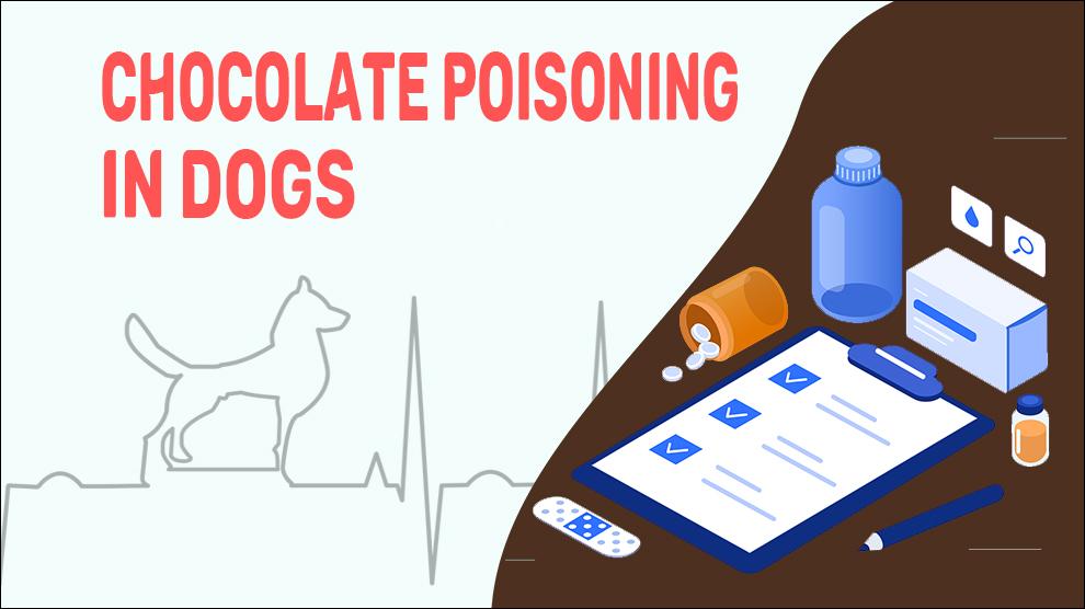 Chocolate Poisoning In Dogs