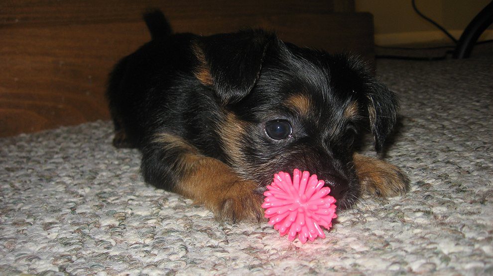 black chorkie puppies