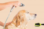 Clean Your Dog