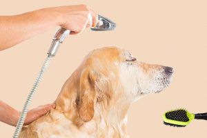 Clean Your Dog