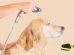 Clean Your Dog