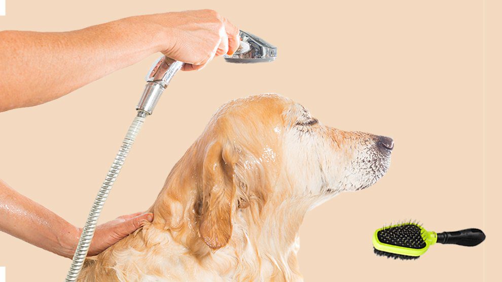 Clean Your Dog