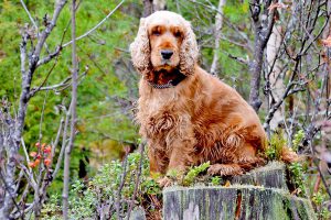 Cocker Spaniel