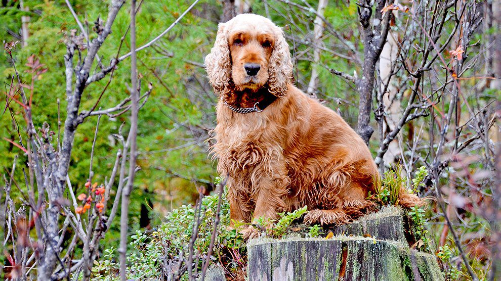 english cocker spaniel washington state