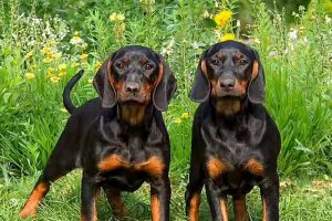 Coonhound