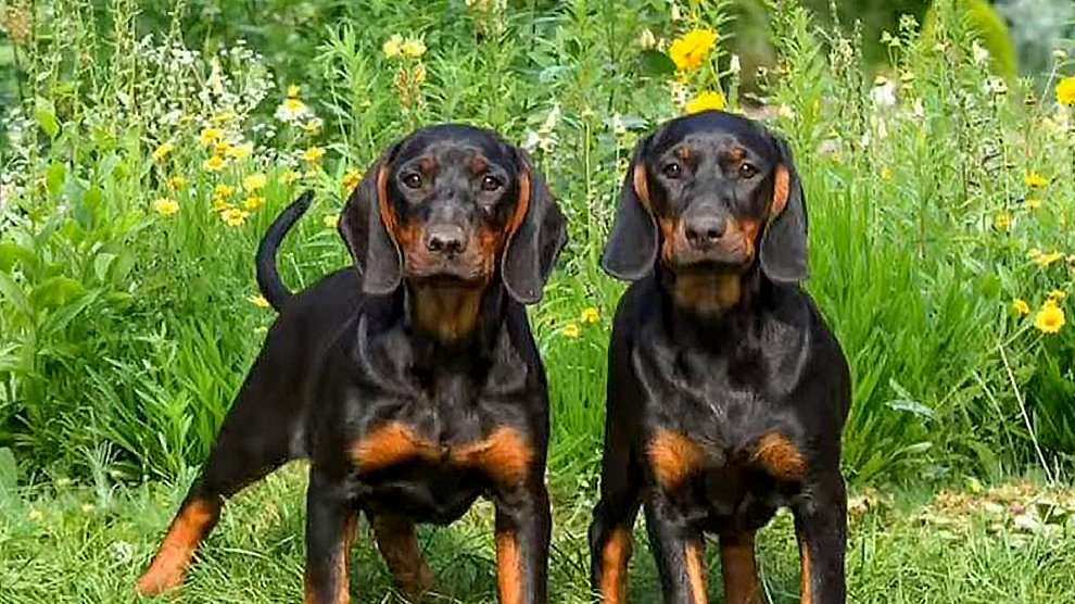 Price, Breeders & More About Redbone Coonhound, Black And Tan Coonh...