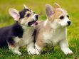 Corgi