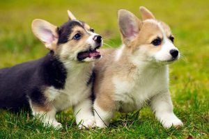 Corgi