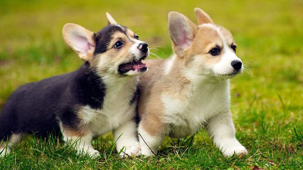 corgi puppies playing