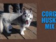 Corgi Husky Mix