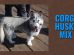 Corgi Husky Mix
