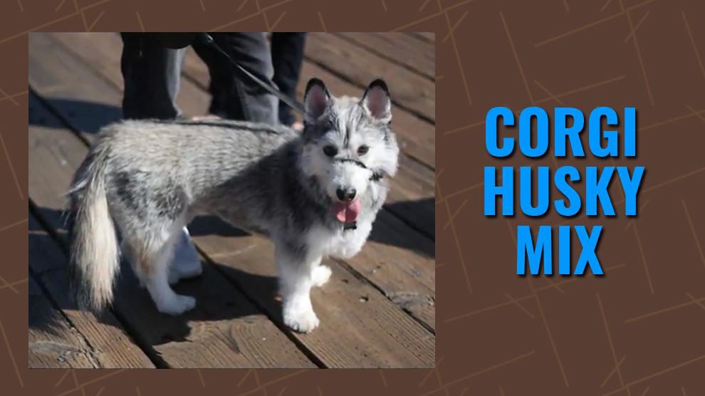 Corgi Husky Mix - Horgi Siberian Guide - Petmoo