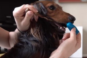 Dog Dental Care Tips
