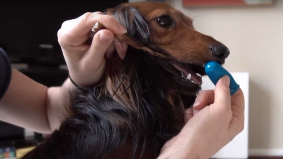 Dog Dental Care Tips