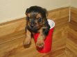 Teacup Yorkie