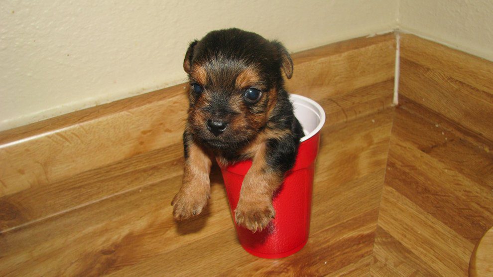 yorkshire terrier cup size