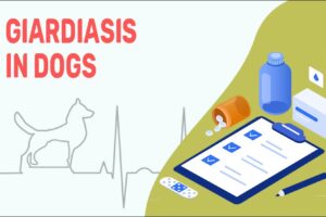 Giardia em cães