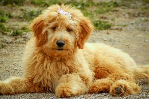 Goldendoodle Puppies