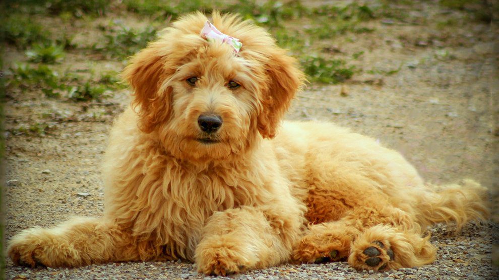 mini goldendoodle types