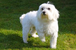 Havanese Puppies