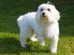 Havanese Puppies
