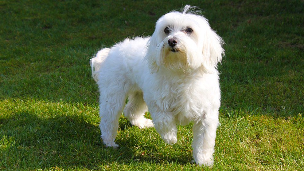 dog breed havanese puppy