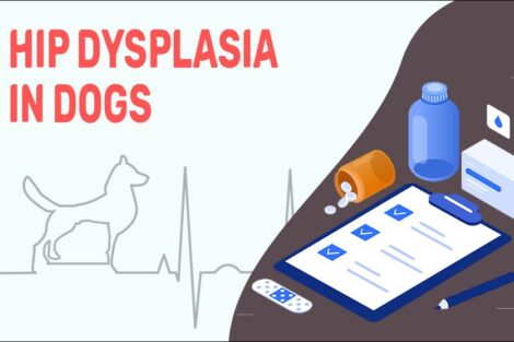 Hip Dysplasia In Dogs