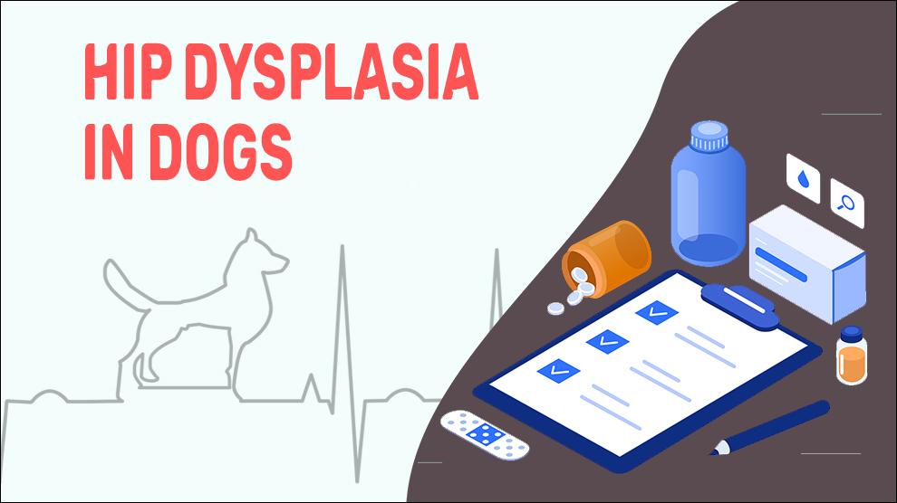 Hip Dysplasia In Dogs