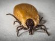 How To Kill Ticks?