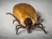 How To Kill Ticks?