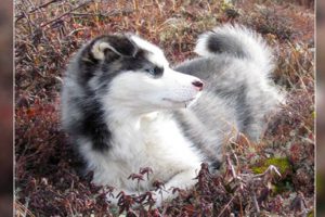 Husky Lab Mix