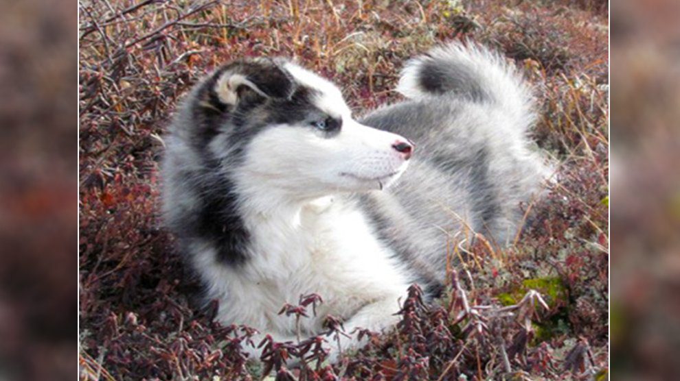 can you raise a lab and husky together