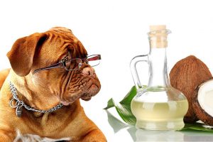 Is Coconut Oil Safe For Dogs?