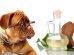 Is Coconut Oil Safe For Dogs?