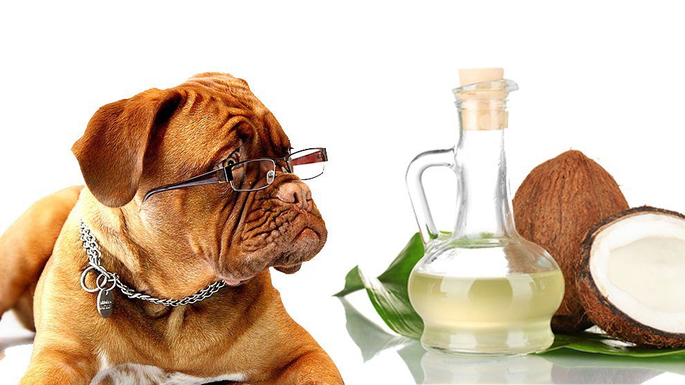 Is Coconut Oil Safe For Dogs?