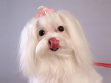 Maltese Puppy