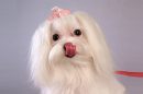 Maltese Puppy