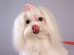 Maltese Puppy