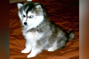 Miniature Husky