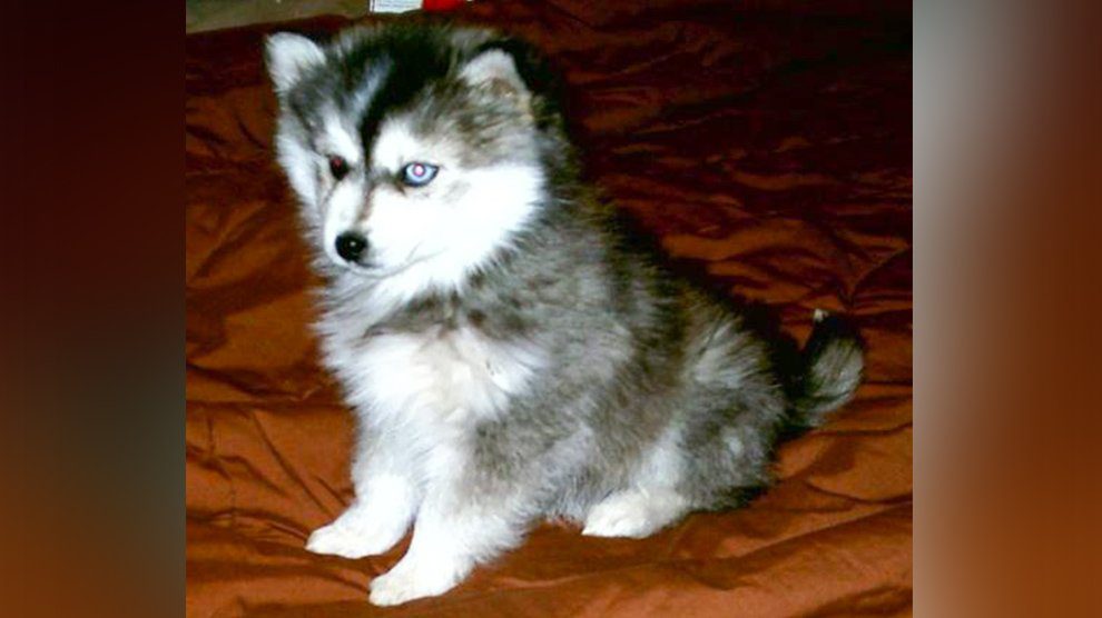 miniature husky dog