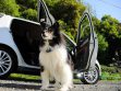 Pet Travel