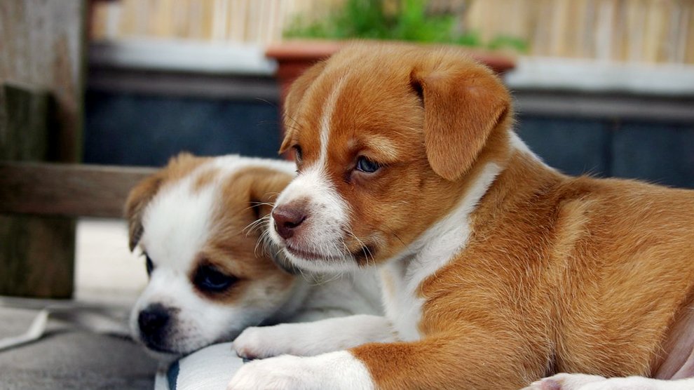 Are Pitbulls Affectionate Dogs