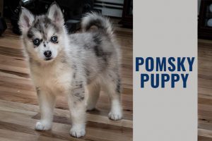 Pomsky Puppy